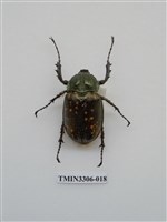 藏品(長臂金龜)的圖片